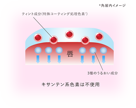 *角層内イメージ ティント成分(特殊コーティング処理色素*) 3種のうるおい成分 キサンテン系色素は不使用